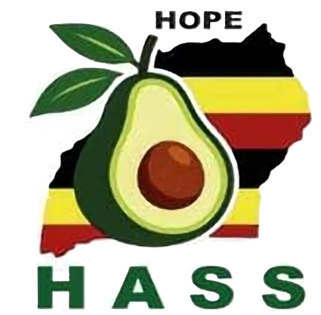 Uganda Avocado